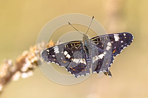 Map butterfly on bright background