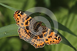 Map butterfly - spring form. (Araschnia levana). Butterfly in the nature habitat.