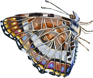 Map butterfly. Watercolor illustration, brown color