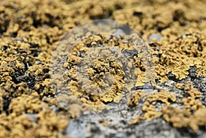Map lichen on brick wall