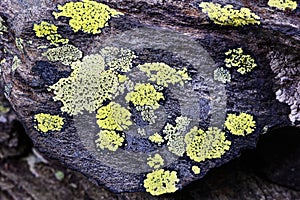 Map lichen photo