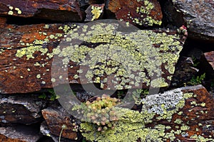 The map lichen (Rhizocarpon geographicum) on a rock photo