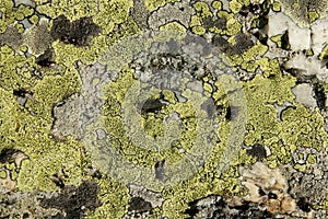 Map lichen