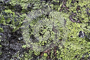 Map Lichen