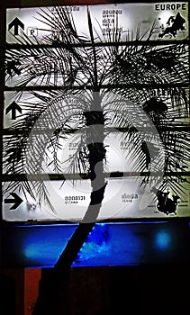 Map and palm tree in the night