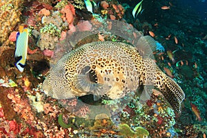 Map puffer