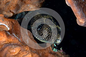 Map Puffer, Arothron mappa