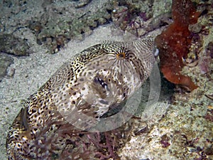 A Map Puffer Arothron mappa