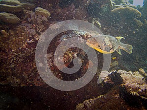 Map Puffer, Arothron mappa, or Scribbled toadfish, at a coral reef, Puerto Galera, Philippines