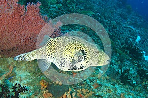 Map puffer on coral reef photo