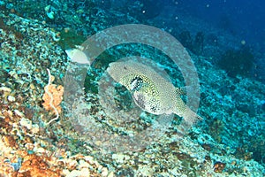 Map puffer on coral reef photo