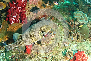 Map puffer on coral reef photo