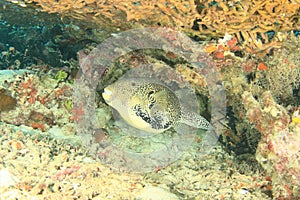 Map puffer on coral reef photo