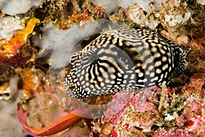 Map pufferfish in Ambon, Maluku, Indonesia underwater photo