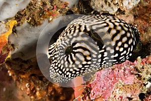 Map pufferfish in Ambon, Maluku, Indonesia underwater photo