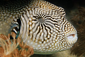 Map Pufferfish photo
