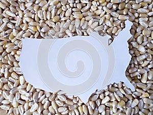 map of the territory of United States  of America in white and background with grains of corn
