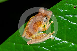 Map Tree Frog