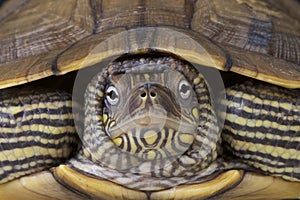 Map turtle / Graptemys ouachitensis