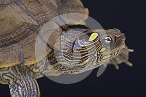 Map turtle / Graptemys ouachitensis