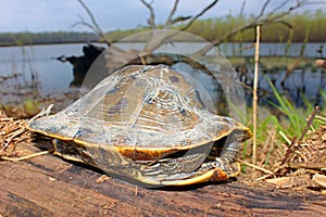 Map Turtle Illinois Wetland