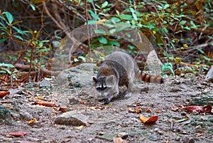 Mapache wild raccoon in Riviera Maya photo