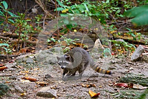 Mapache wild raccoon in Riviera Maya photo