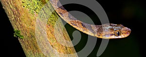 Mapepire Corde Violon, Corcovado National Park, Costa Rica