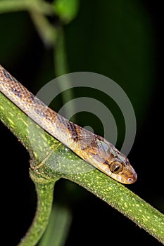 Mapepire Corde Violon, Corcovado National Park, Costa Rica