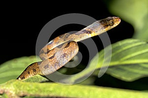 Mapepire Corde Violon, Corcovado National Park, Costa Rica