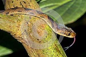 Mapepire Corde Violon, Corcovado National Park, Costa Rica