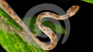 Mapepire Corde Violon, Corcovado National Park, Costa Rica