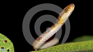 Mapepire Corde Violon, Corcovado National Park, Costa Rica