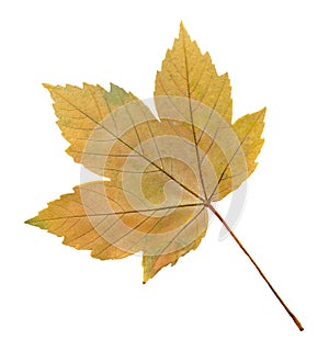 Maple autumn leaf isolated