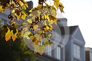 Maple (Acer ), golden yellow fall leaves