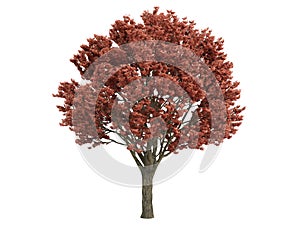 Maple_(Acer_griseum)