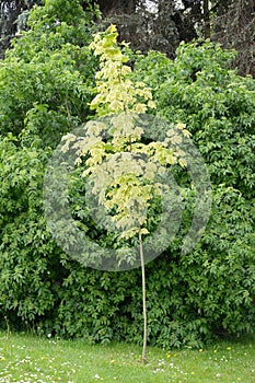 The maple acutifoliate Acer platanoides Drummondii grows in the park