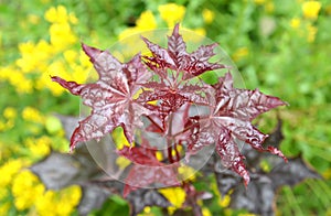 Maple acutifoliate Crimson King (Acer platanoides Crimson King), young plant