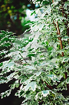 Maple acutifoliate Drummonda Acer platanoides Drummondii