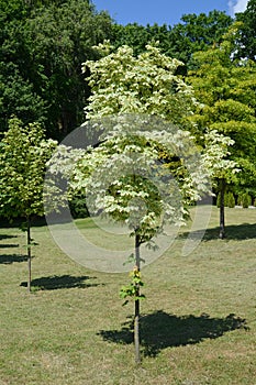 Maple acutifoliate Drummonda (Acer platanoides Drummondii)