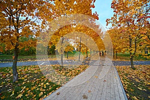 Maple alley in Moscow