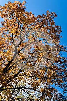 Maple in autumn against the sky background