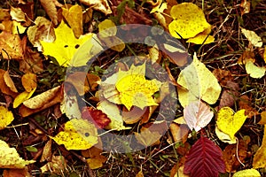 The maple on the autumn earth