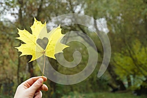 Maple autumn leaf with heart in hand