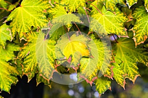 Maple autumn leaves