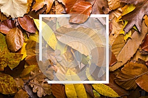 Maple autumn leaves foliage top view of creative layout made out