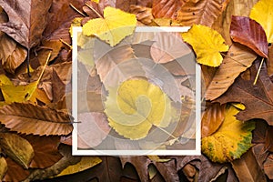 Maple autumn leaves foliage top view of creative layout made out