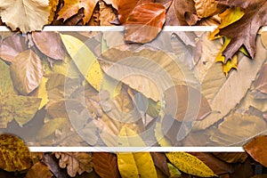 Maple autumn leaves foliage top view of creative layout made out