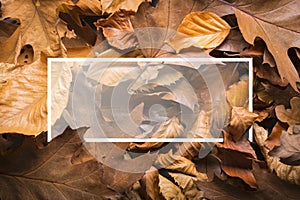 Maple autumn leaves foliage top view of creative layout made out