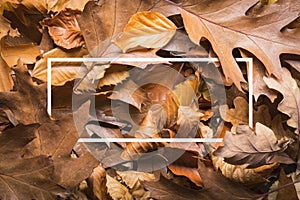 Maple autumn leaves foliage top view of creative layout made out